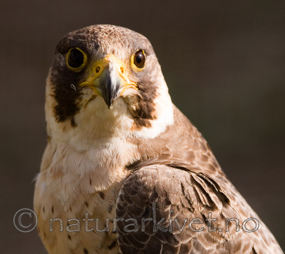 BB 08 0047 / Falco peregrinus / Vandrefalk